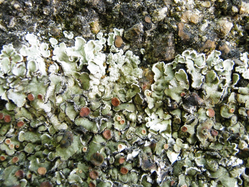 Squamarina cartilaginea?